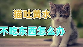 猫得了口炎用什么药