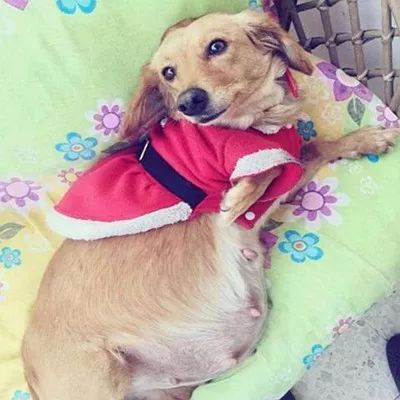 狗从怀孕到生产多久了-