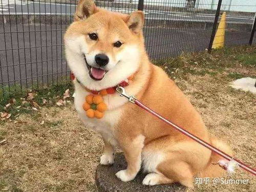 养柴犬好吗-
