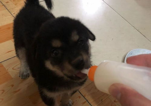 土狗多久断奶可以卖