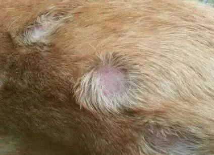 狗狗打针后过敏
