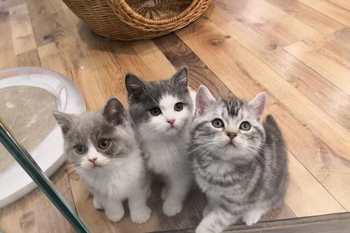 怎么看母猫怀了没