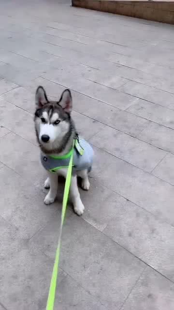 有没有哈士奇
