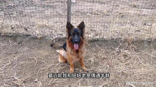 牧羊犬的本领是什么