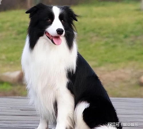 边境牧羊犬有什么好处