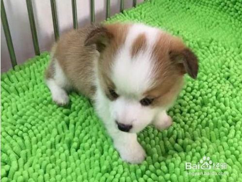 东德幼犬喂什么长的快