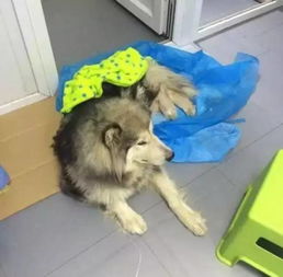 狗狗剖腹产后多久恢复