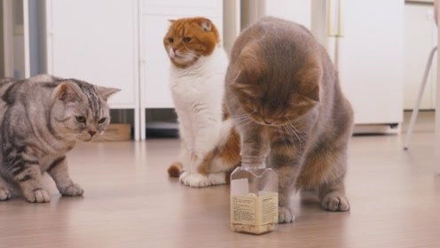 猫能吃人的零食么