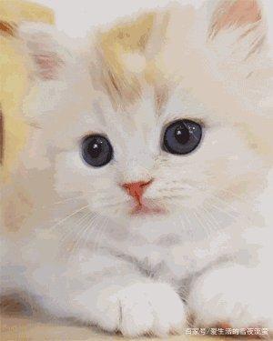 猫做绝育手术后多久能恢复