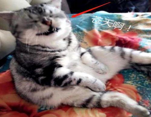 猫咪绝育后多少天可以驱虫