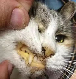 猫查生化需要空腹吗
