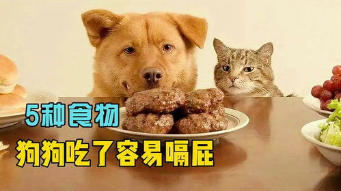 狗狗易过敏的食物