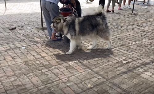 狗市阿拉斯加犬