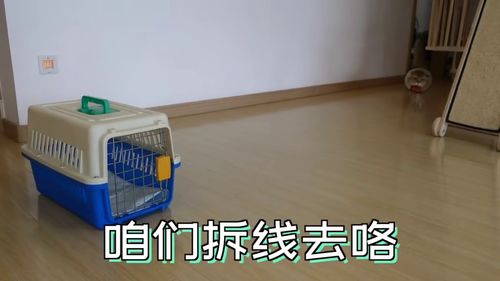 猫绝育多久可以出笼子