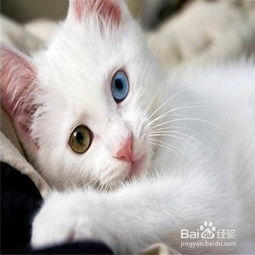 如何饲养猫咪