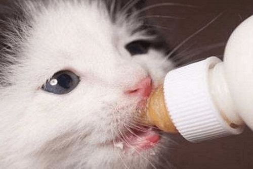小猫多久喂一次食