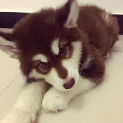 阿拉斯加幼犬怎么增肥