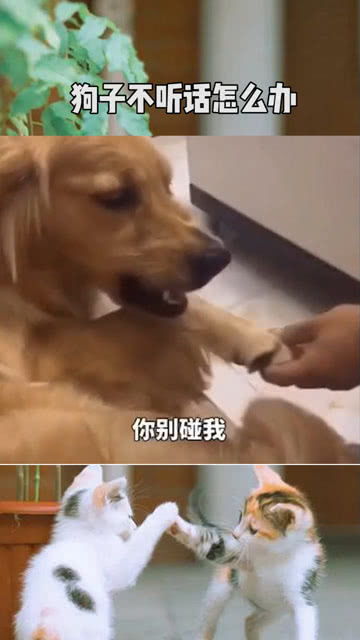 狗狗不听话打哪里最管用