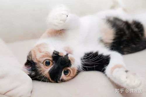 猫咪产后并发症