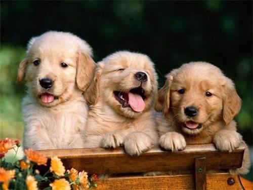 金毛几个月内算幼犬