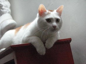 两个月猫猫正常体重