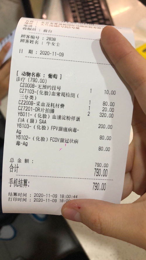 猫吐白沫怎么回事不吃东西但是喝水