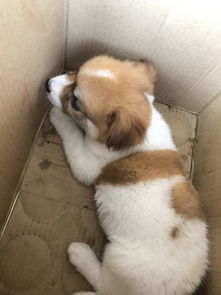 狗狗老在外面捡吃的好吗