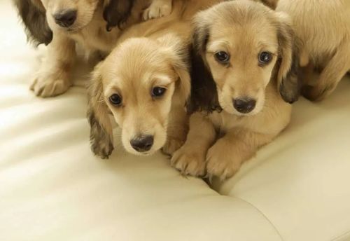 狗狗生产完多久下奶