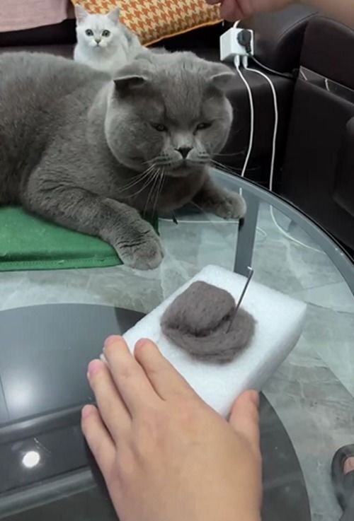 猫掉毛多久结束