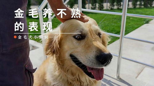 金毛有跳蚤的表现