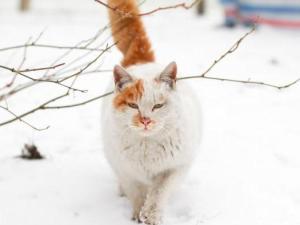 野猫蹭人腿会传染吗