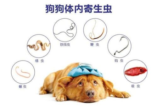 狗狗体内驱虫多久一次合适
