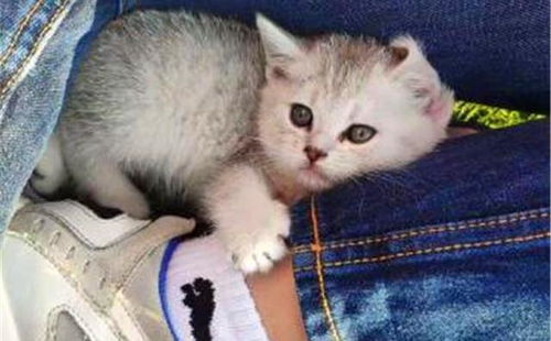 小猫睡多久一天