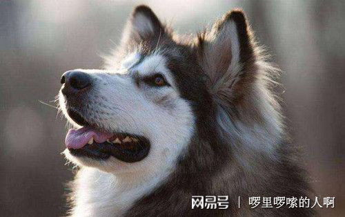 阿拉斯加犬幼犬不吃东西怎么办