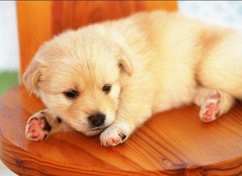 犬细小病毒几天过危险期