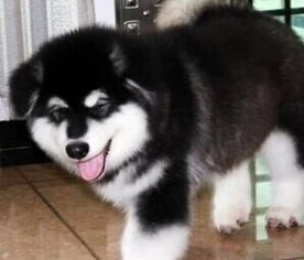 阿拉斯加幼犬怎么教育