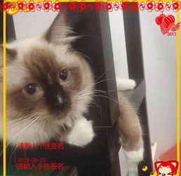 布偶猫幼猫体重对照表