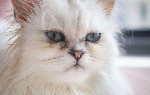 猫吃猫粮上火流眼泪怎么办