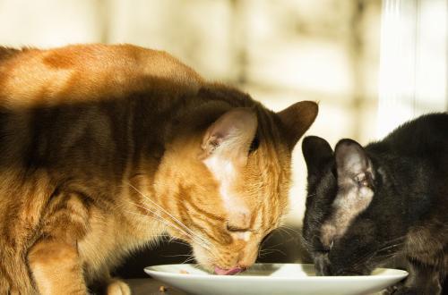 怎么诱导猫吃东西
