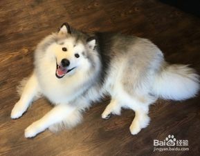 阿拉斯加犬拉屎训练