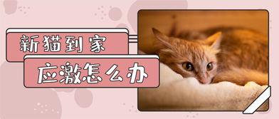 领养猫到家不吃