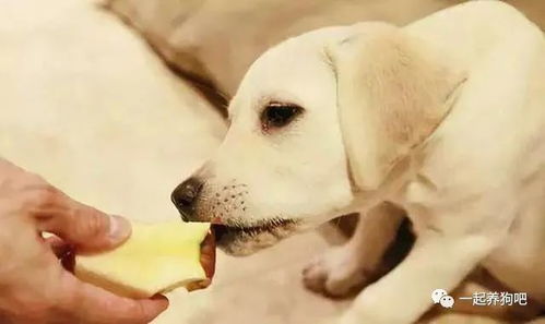 狗狗能吃什么人的食物