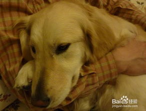 金毛犬食欲不振有什么原因