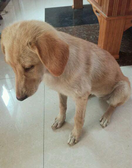 狗突然没精神没食欲不活泼