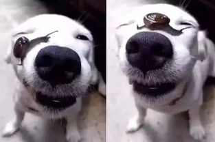 狗狗睡醒有眼屎