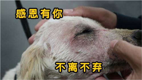 狗狗药浴几次能痊愈