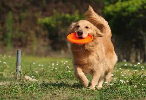 金毛犬的食量