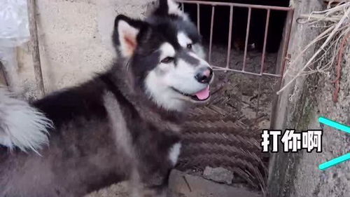 阿拉斯加犬打架厉害吗