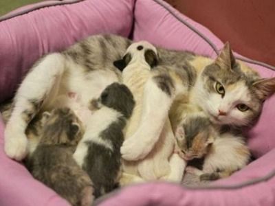母猫流血后多久生小猫