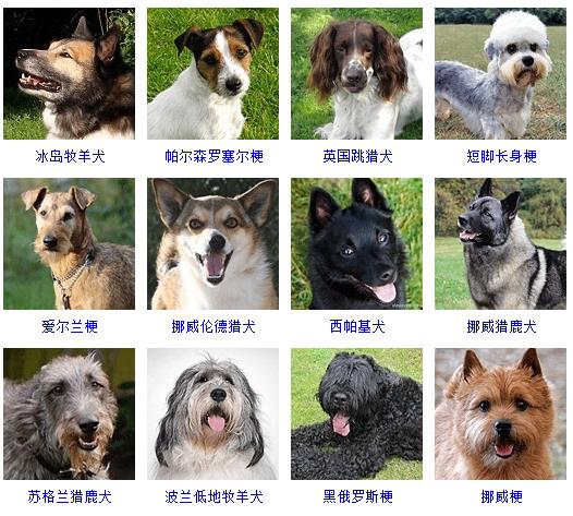 波兰犬种